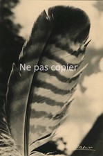 Plume oiseau 1957 - par, albert