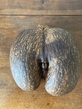 COCO DE MER / COCO-FESSE GRAINE NOIX SEYCHELLES OBJET DE CURIOSITE
