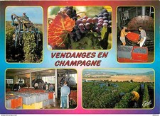 Carte Postale - Vignes -