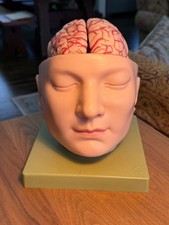 SOMSO Head, Brain, Cranial
