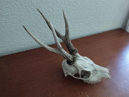 Beau trophee massacre - beau,
