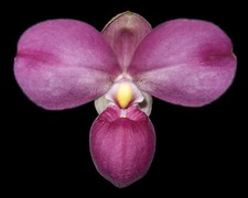 Phragmipedium Eumelia Arias