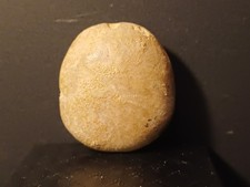 Oursin fossile collyrites - oursin,