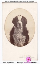Chien portrait médaillon - portrait,