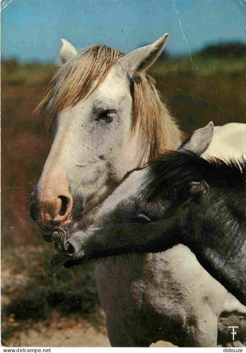 Carte postale animaux - carte,