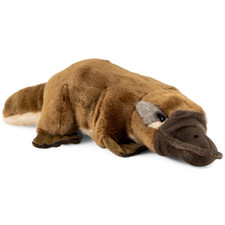 Ornithorynque environ 30 cm