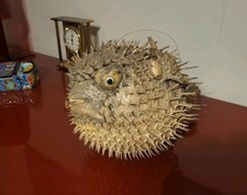 Poisson Globe Diodon Poisson Lune Taxidermie Cabinet Curiosité - Grande Taille