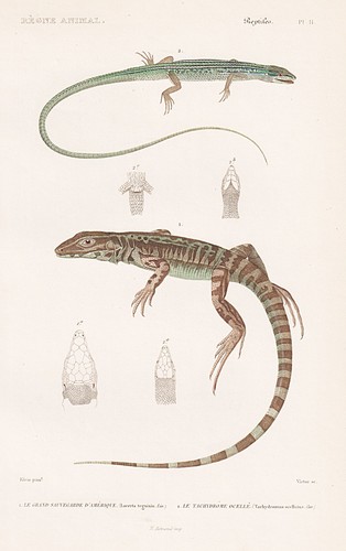 Lacerta teguixin lézards - lacerta,
