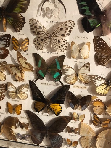 Papillons très belle - très,