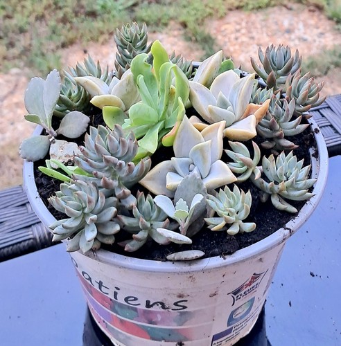 Plantes grasses diverses dans - plantes,