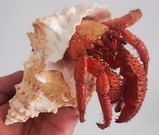  taxidermie : Énorme Bernard