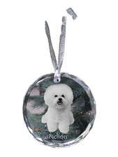 Bichon Frise, Gelockter