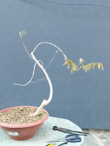Bonsaï glycine cm en - glycine, 30