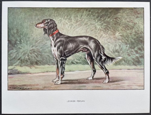 Lévrier persan reproduction - persan,