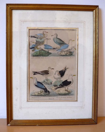 Gravure ancienne planche - gravure,