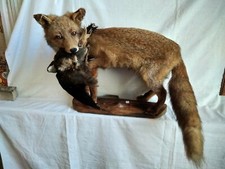 TAXIDERMIE. RENARD EN ACTION DE CHASSE.