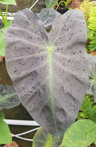 Colocasia esculenta