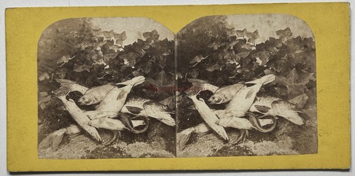 Nature morte aux poissons