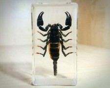 Real Black Scorpion in Resin