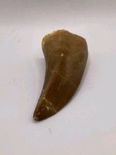 Fossile dentaire 1,9