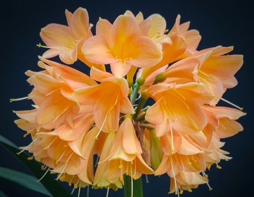 Clivia interspecific happy - clivia,