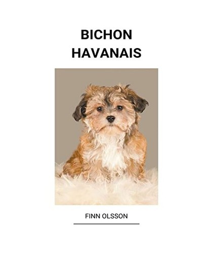 Bichon havanais olsson finn - bichon, olsson,