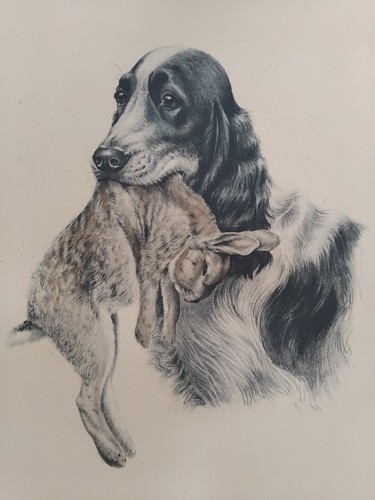 Leon danchin cocker anglais - danchin,