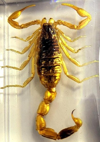 44mm scorpion doré - 44mm,