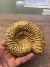 grande ammonite origine France