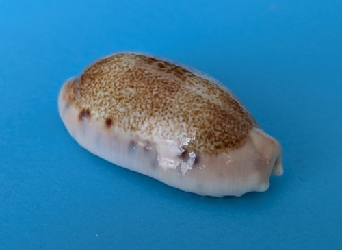 Cypraea caurica - , 43,9