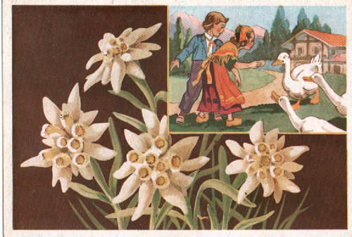 Carte postale fleurs - postale, des