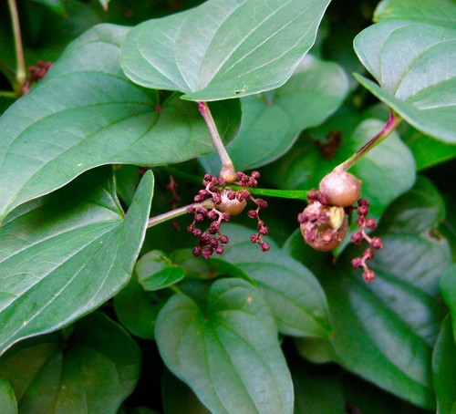 Dioscorea batatas - ,