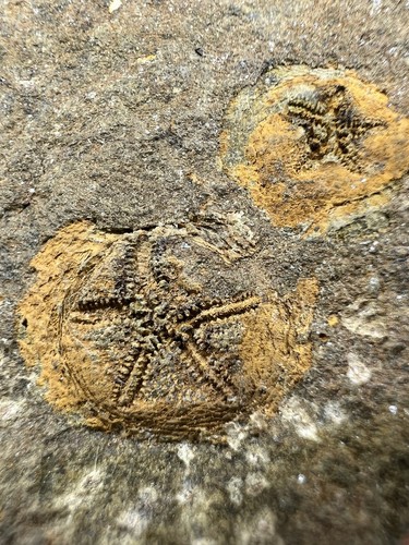 Very rare double - double, isorophus