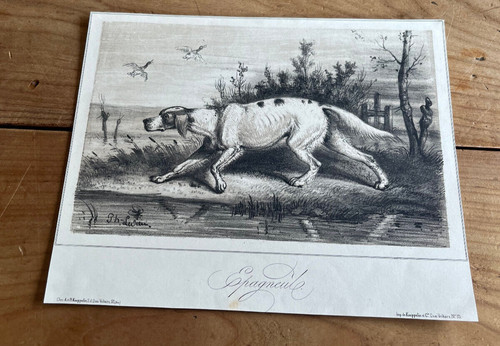 Gravure ancienne chien - ancienne,