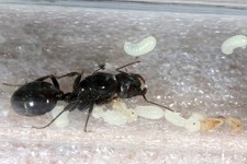 fourmis Messor Barbarus 