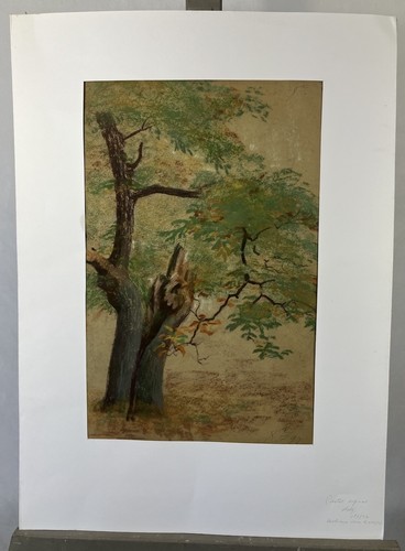 étude arbre école de - d'arbre,,