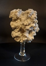 CORAIL BLANC SOCLÉ. CABINET DE CURIOSITÉ.