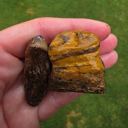Mosasaur jaw section pieces - section, no
