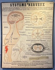 Système nerveux, les fils d' Emile Deyrolle, Paris, vers 1900