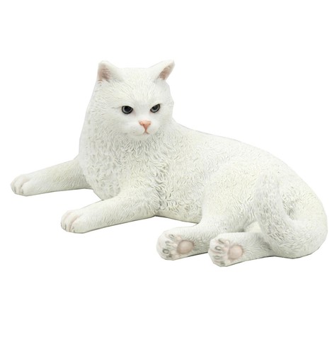 British shorthair white - shorthair,
