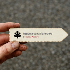 Begonia convallariodora | 100