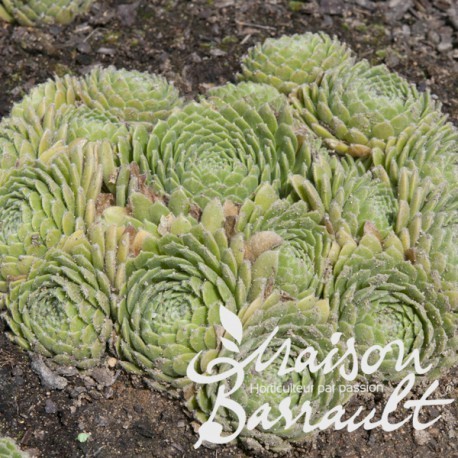 Sempervivum liparii - x, /