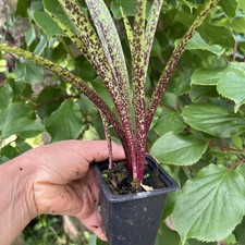 Eucomis Freckles ° Mini °  1