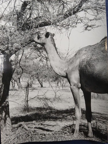 Sénégal 1970 lac - sénégal, c.1970
