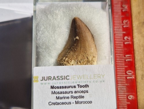 Dent mosasaure fossile - dent,