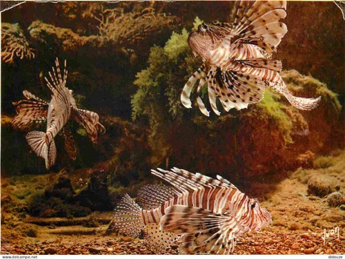 Carte postale animaux - carte,