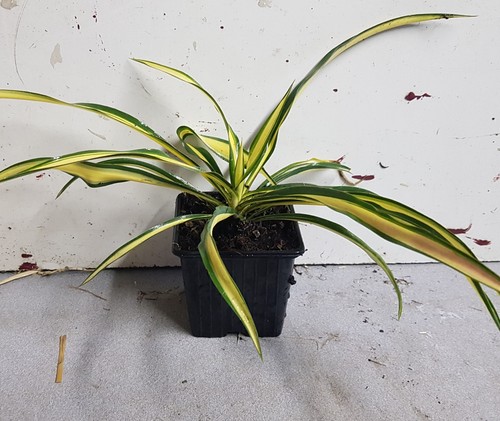 Yucca filamentosa color - yucca, 'color