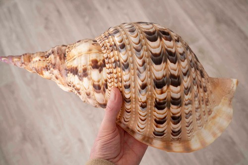 Magnifique charognia tritonis - magnifique,