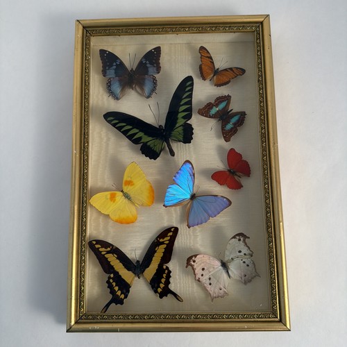 Papillons naturalisés sous - naturalisés,
