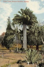 Australia - SYDNEY (NSW) Palm Trees, Botanic Gardens - Publ. The Valentine & Son
